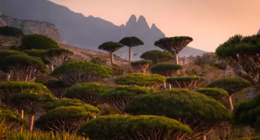 Fotograficzna podróż na Sokotrę: Kraina smoczych drzew