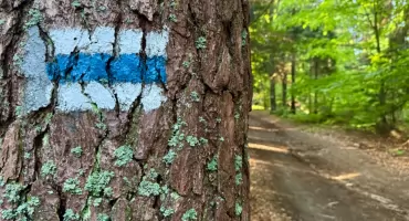 Odkryj niepozorne Góry Grybowskie