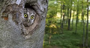 Bieszczady: Wędrówka przez Rawki na Kremenaros 