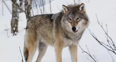 W Polsce straszy się wilkami. Przyrodnik: „To walka z sensacją”