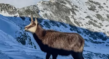 Mniej selfiaków, a więcej kwiatów i robaczków. Tatry w 2026 roku