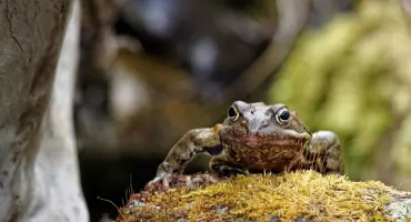 Żaby na drogach. Rusza akcja ich przenoszenia w TPN