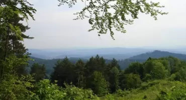 Turnicki Park Narodowy wciąż nie istnieje. „To jest bardzo unikatowy las”