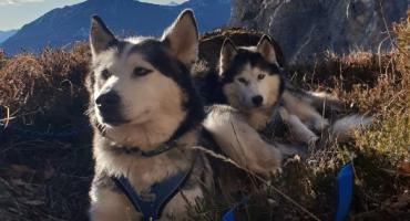 Napęd na cztery łapy